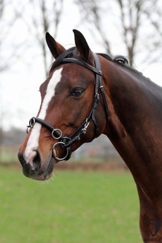 kawecan skórzany horka.jpg