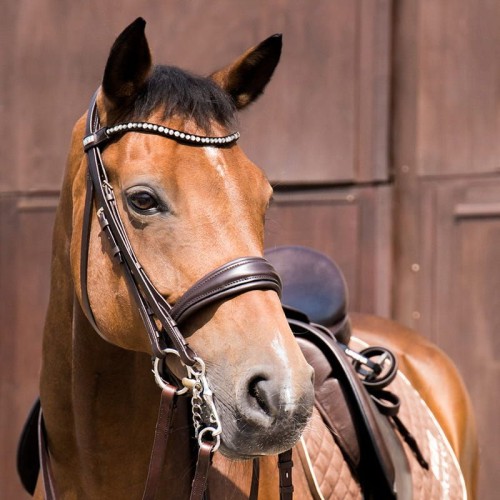 1006325-Snaffle-Bridle-2810-Switch-Magic-Tack.jpg